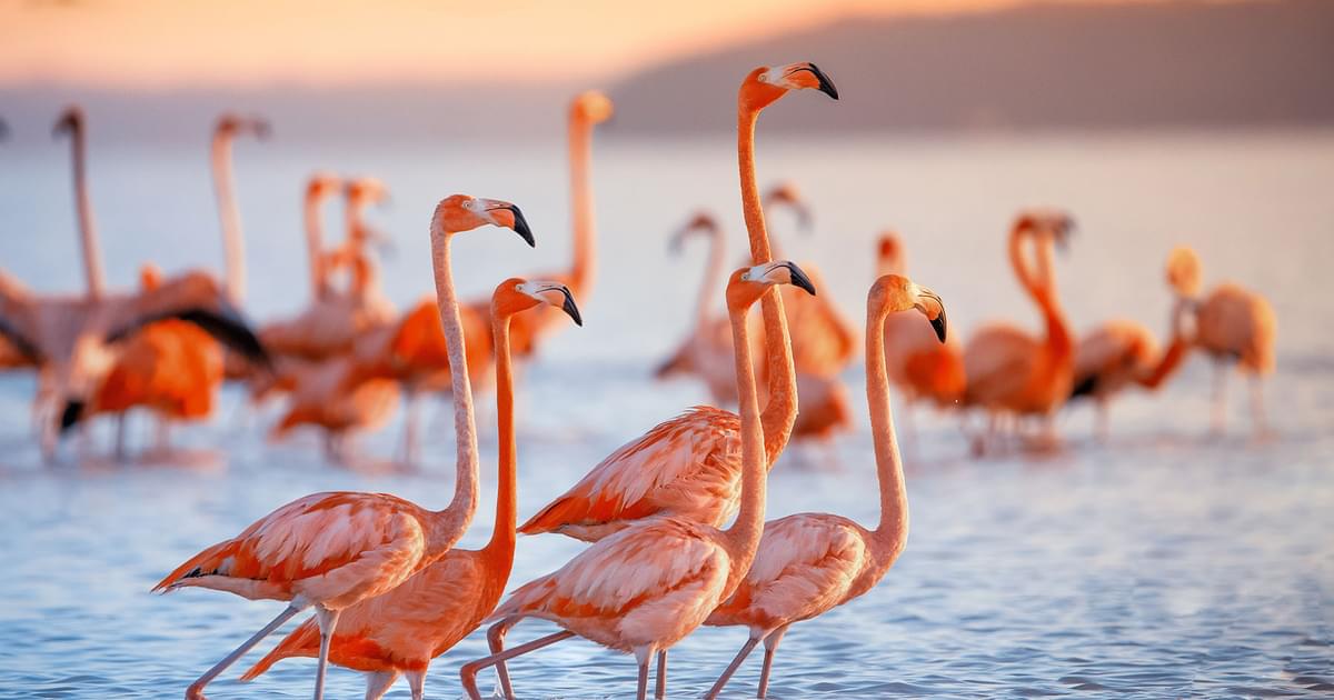 Why Are Flamingos Pink? #Flamingos #PinkFlamingos #AnimalFacts #NatureLovers #WildlifeEducation #FunFacts #BirdWatching #ColorfulNature #FlamingoFacts #birdsScience #Why Are Flamingos Pink?