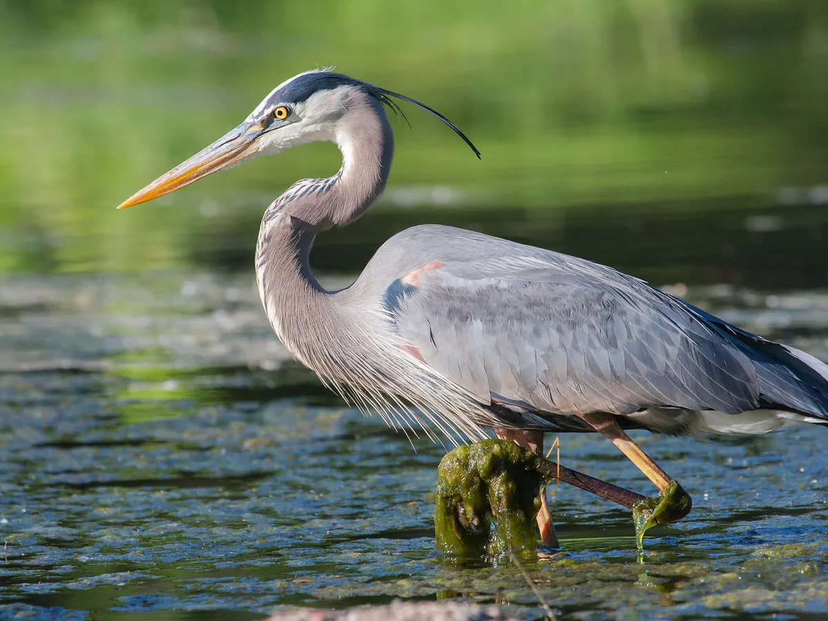 Where Do Great Blue Herons Live? (Habitat, Range +… | Birdfact