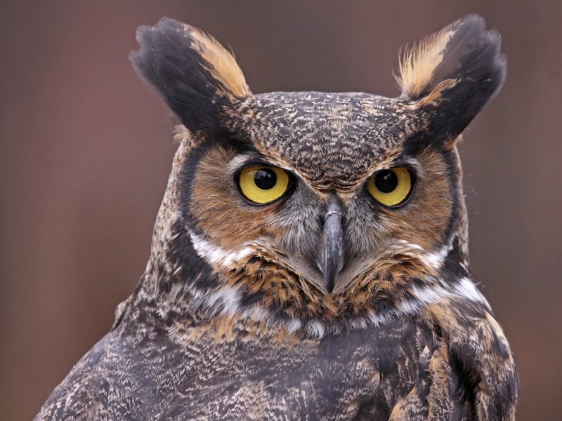 What is a Group of Owls Called? (Complete Guide) | Birdfact