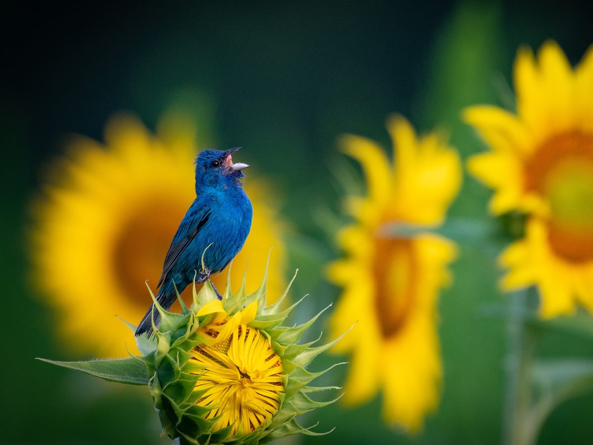 Indigo Bunting Nesting (Behavior, Eggs + Location) | Birdfact