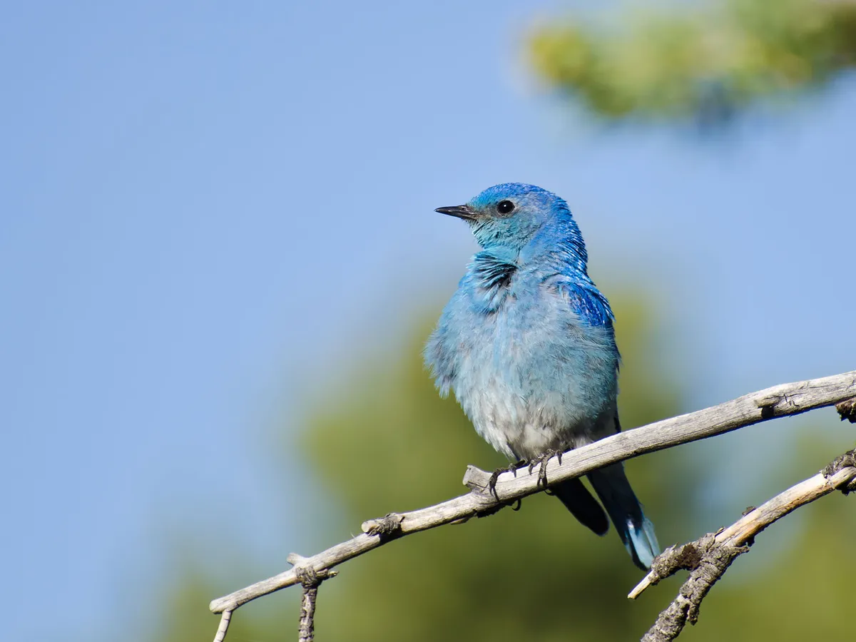 Where Do Mountain Bluebirds Live? (Habitat, Range + Distribution)
