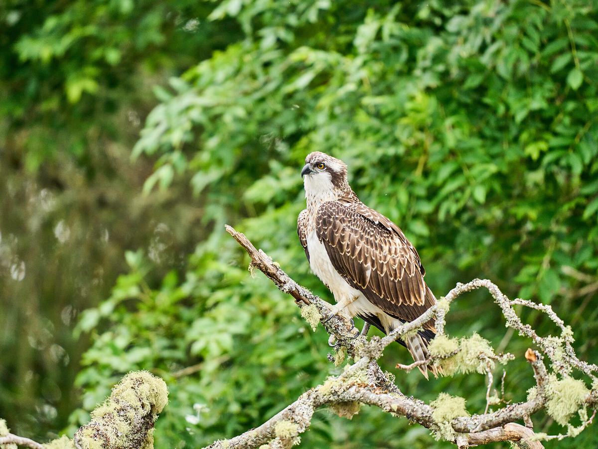 Ospreys: Astonishing Diet, Majestic Habitat!