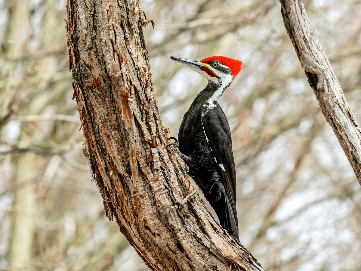 Where Do Pileated Woodpeckers Live? (Habitat, Range + Distribution)