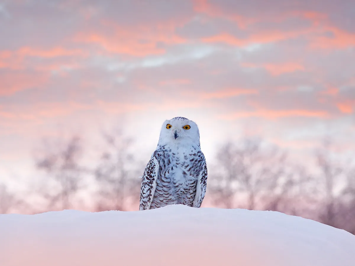 Where Do Snowy Owls Live? (Habitat + Distribution)