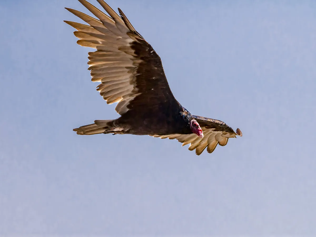 Where Do Turkey Vultures Live? (Habitat + Distribution)