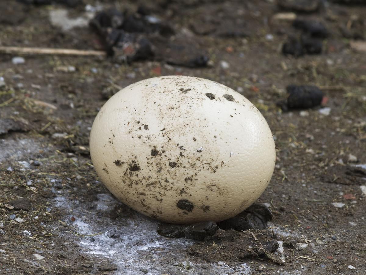 What Bird Lays The Largest Egg? (9 Biggest Bird Eggs in the World)