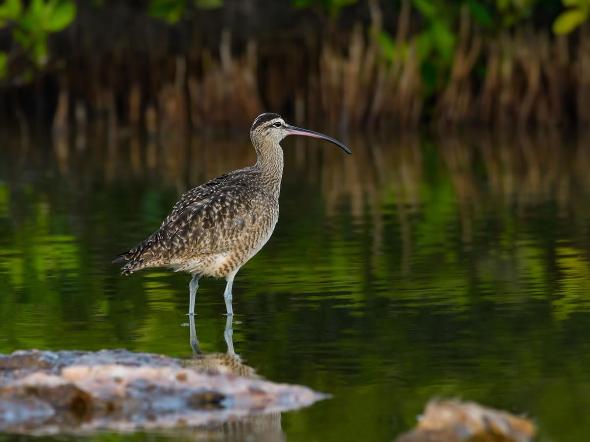 Whimbrel foraging in the river