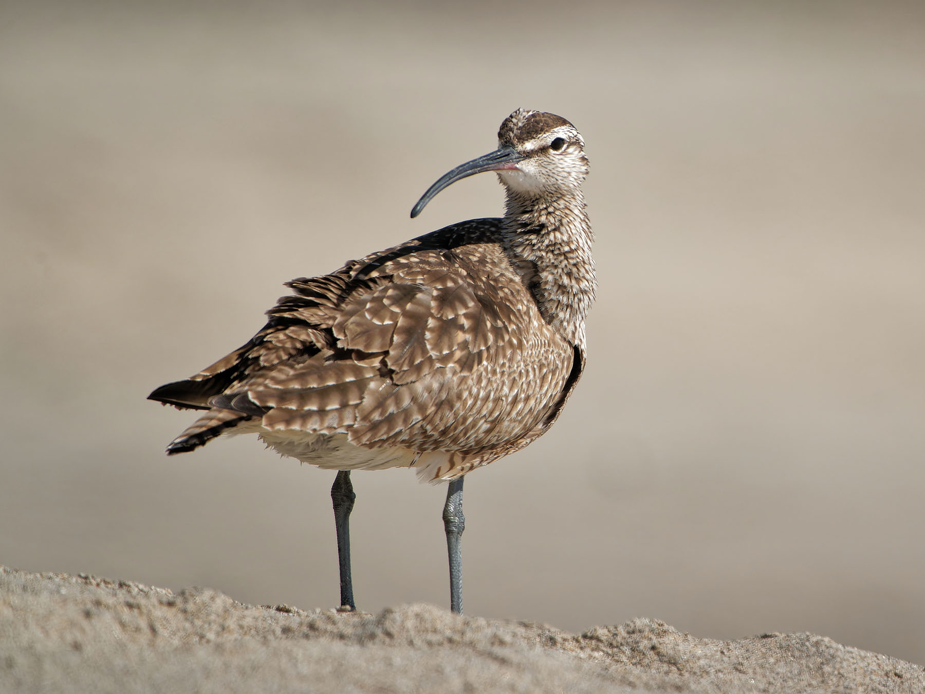Whimbrel Bird Facts (Numenius phaeopus) | Birdfact