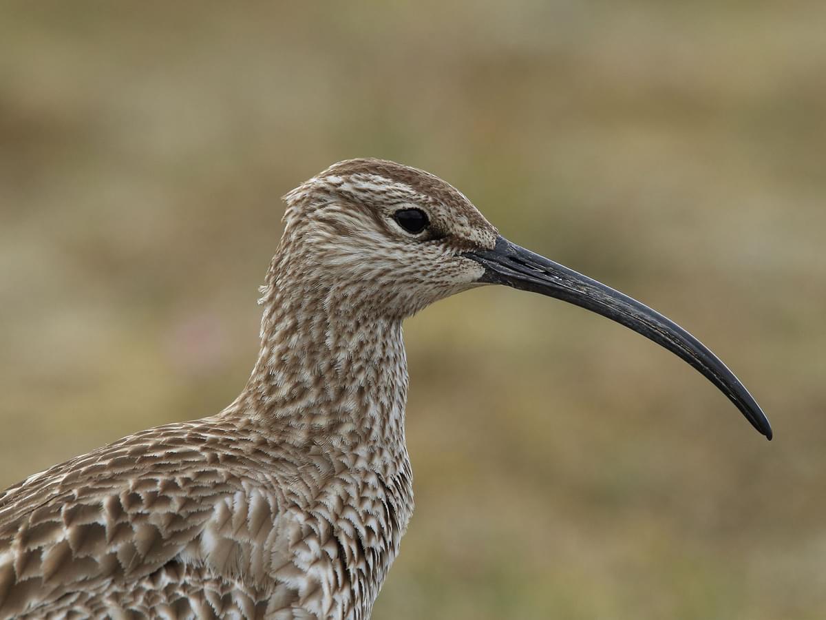 Close up portrait of a Whimbrel