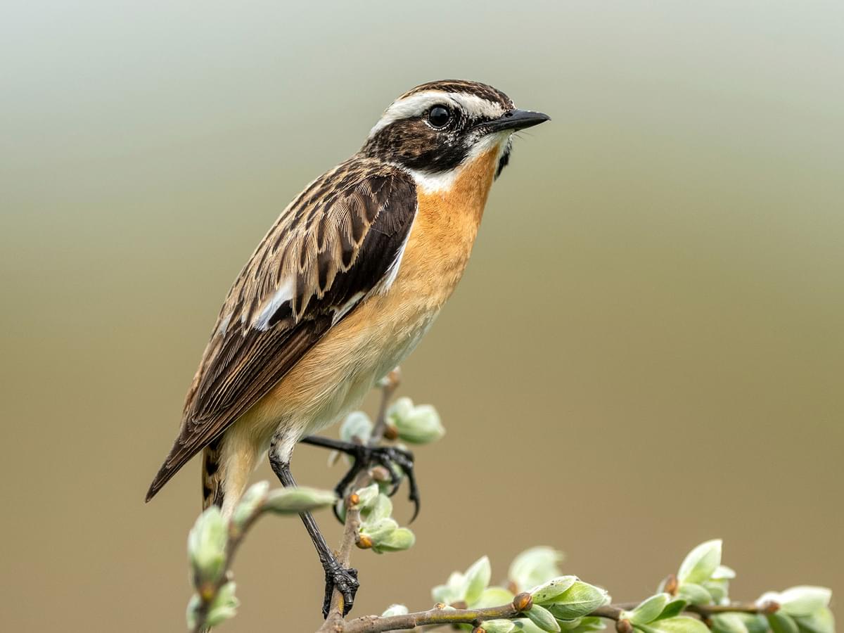 Close up of a perched Whinchat