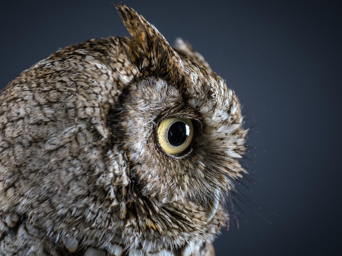 Portrait of a Whiskered Screech-Owl