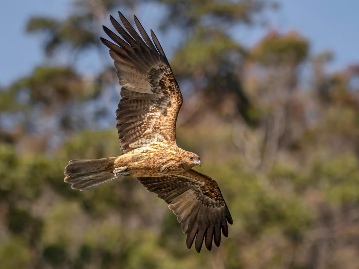 Whistling Kite in-flight in natural habitat