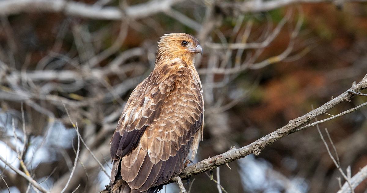 Whistling Kite Bird Facts (Haliastur sphenurus) | Birdfact