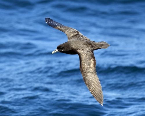 Procellariidae