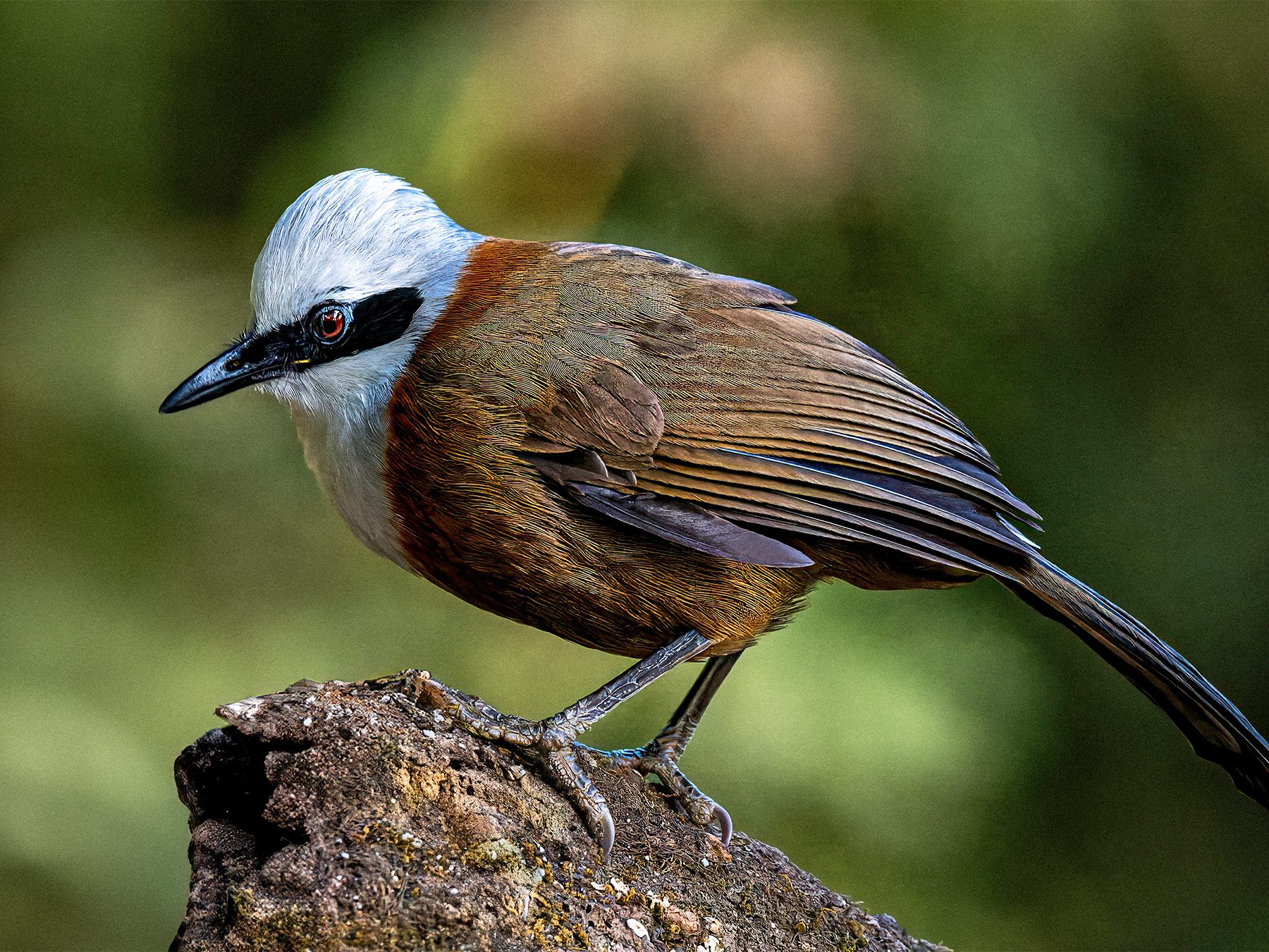 White-crested Laughingthrush