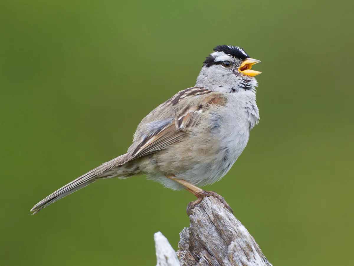 White-crowned Sparrow: Range and Habitat