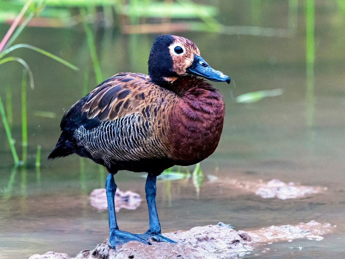 A White Faced Whistling Duck in a well protected game reserve