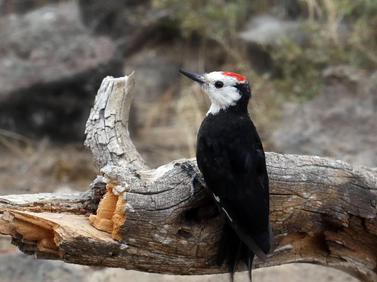 White-headed Woodpecker perching on a log