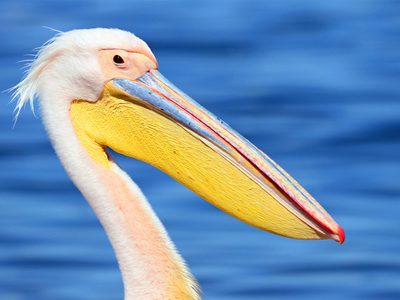 Diversity in Bird Beak Shapes: How Structure Defines… | Birdfact