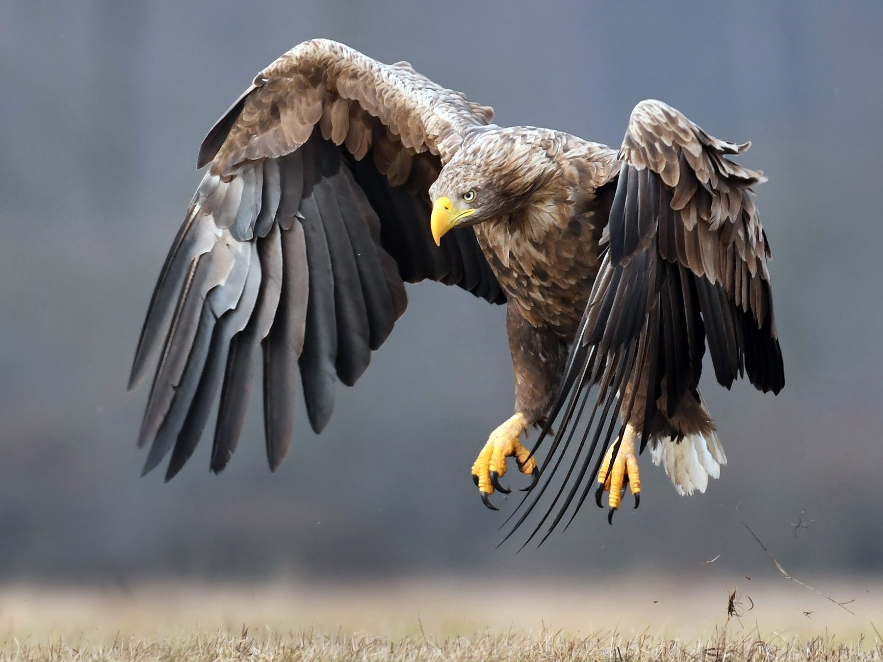 White-tailed Sea-eagle