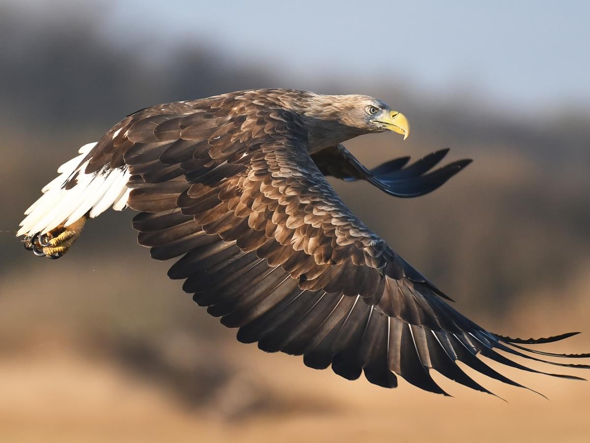 White-tailed Eagle in-flight