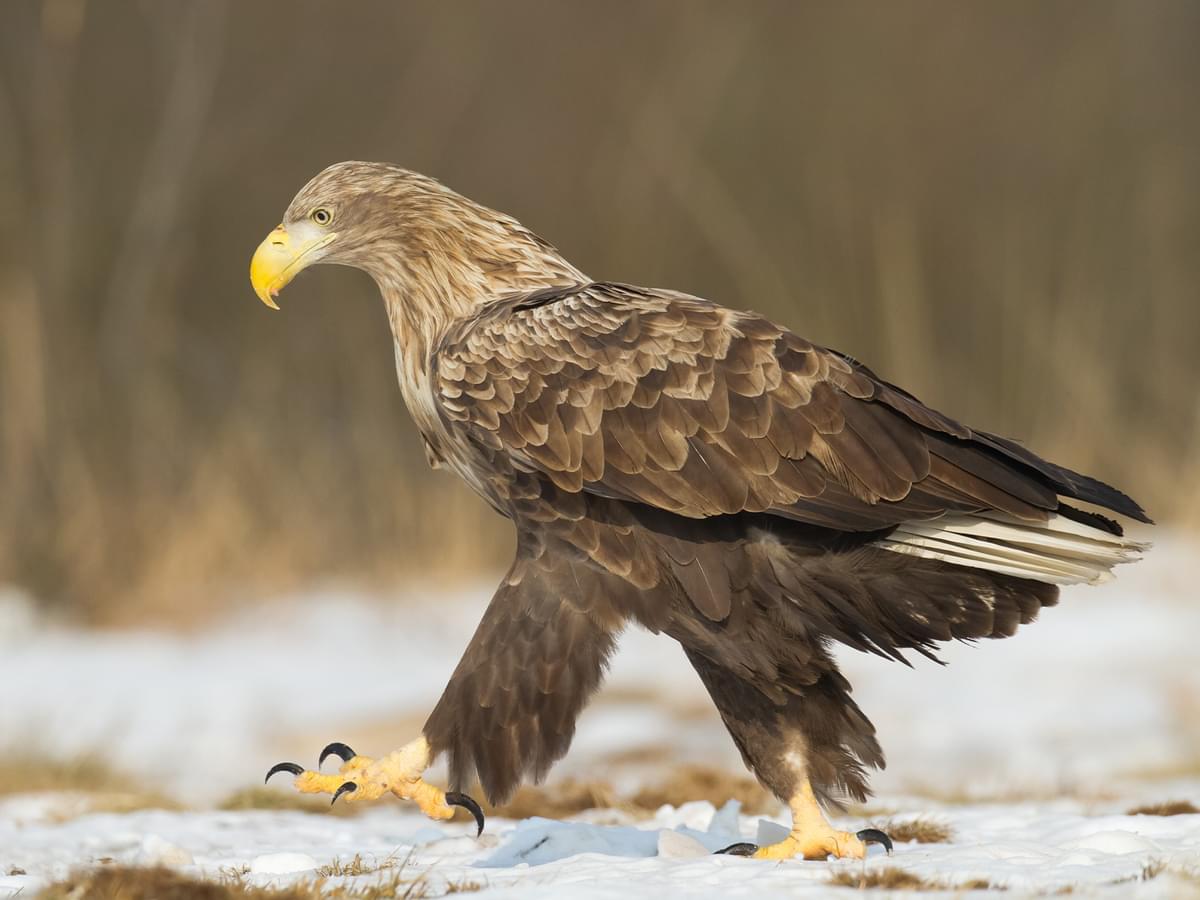 White-tailed Eagle walking in its natural habitat
