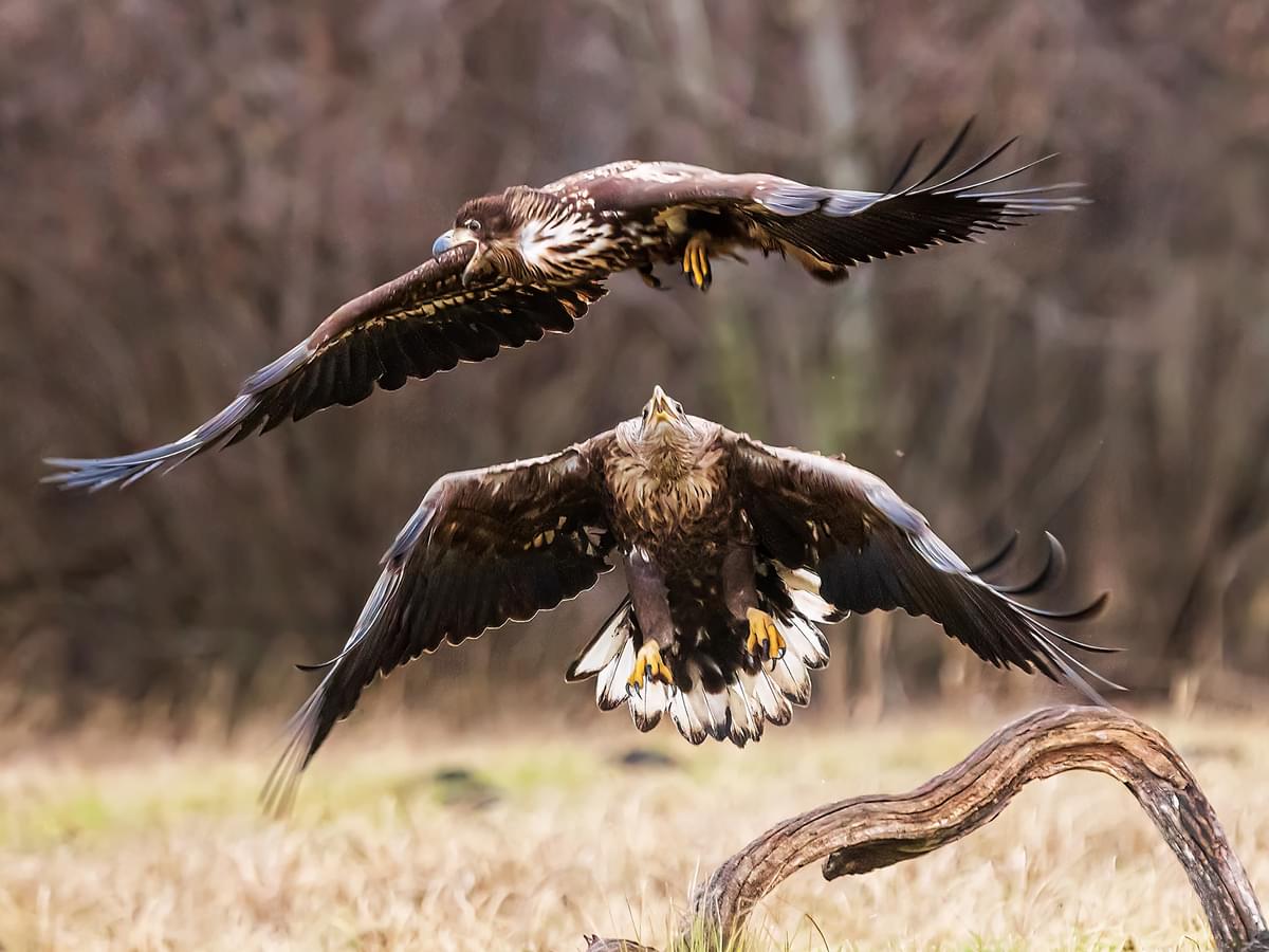 Pair of White-tailed Eagles sparring