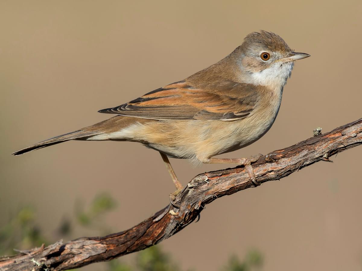 Female Whitethroats have brown heads