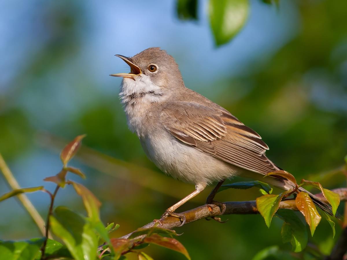 Whitethroat male singing in the bushes