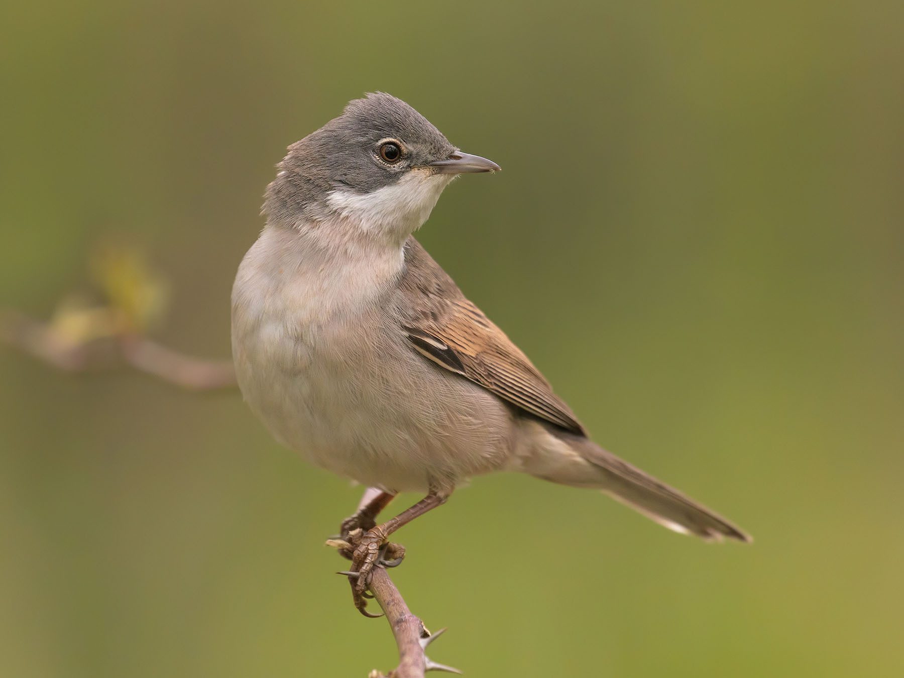 Whitethroat