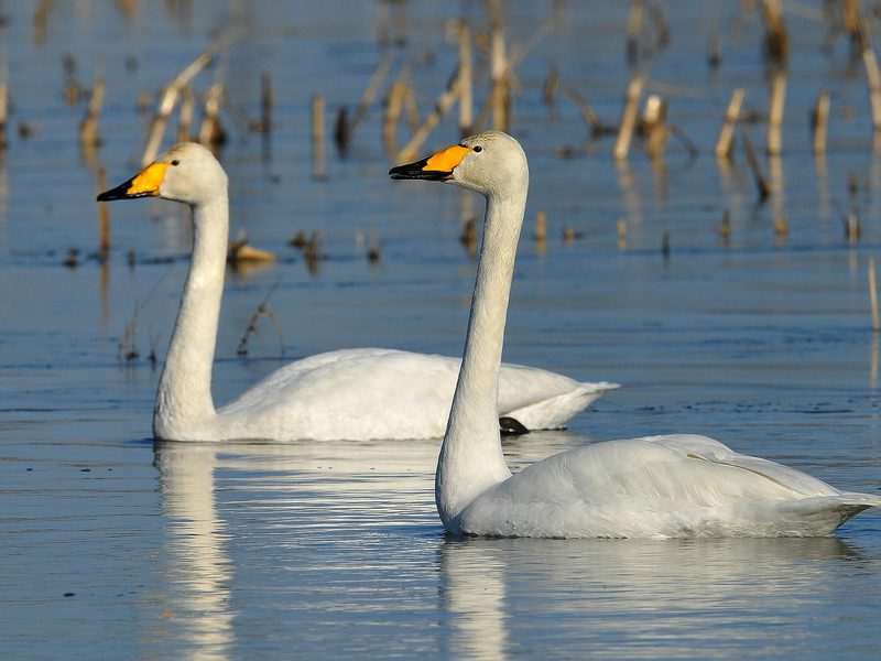 Whooper Swan Bird Facts (Cygnus cygnus) | Birdfact