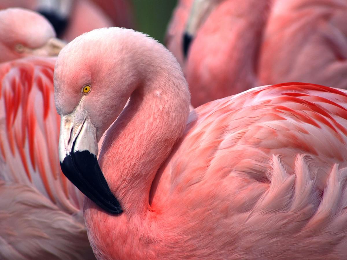 Why Are Flamingos Pink? The Tale of Food, Feathers, and Flair