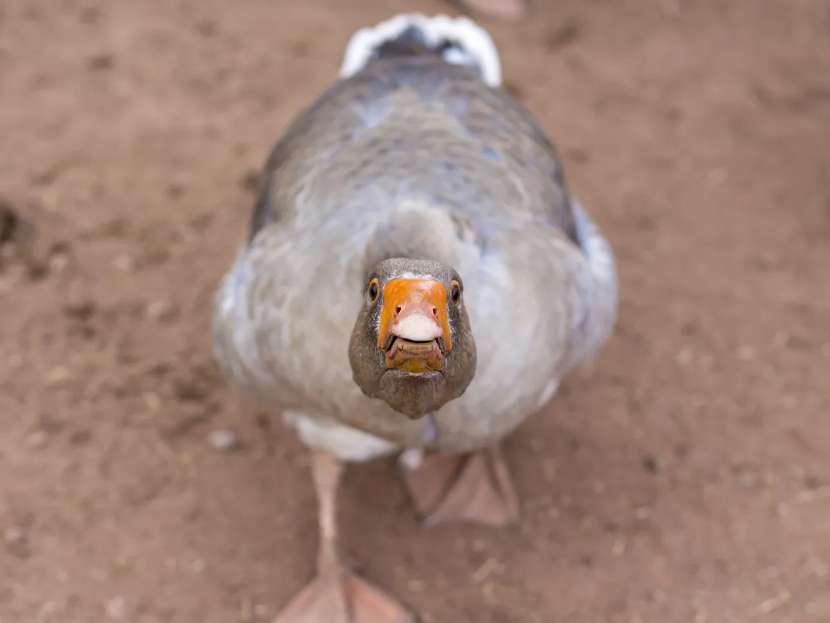 Why Are Geese Aggressive? (Warning Signs, What To Do When Attacked)