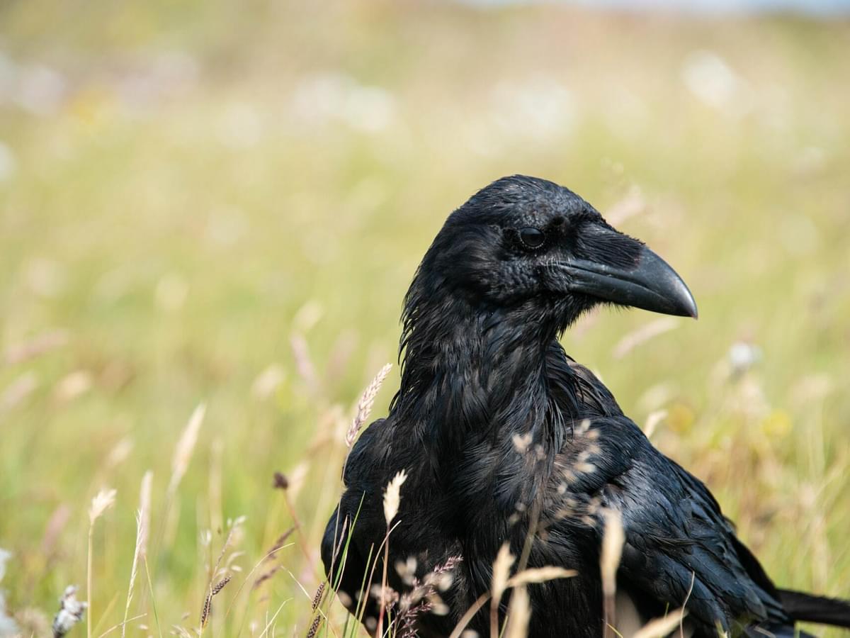 Why is a group of ravens called an unkindness?