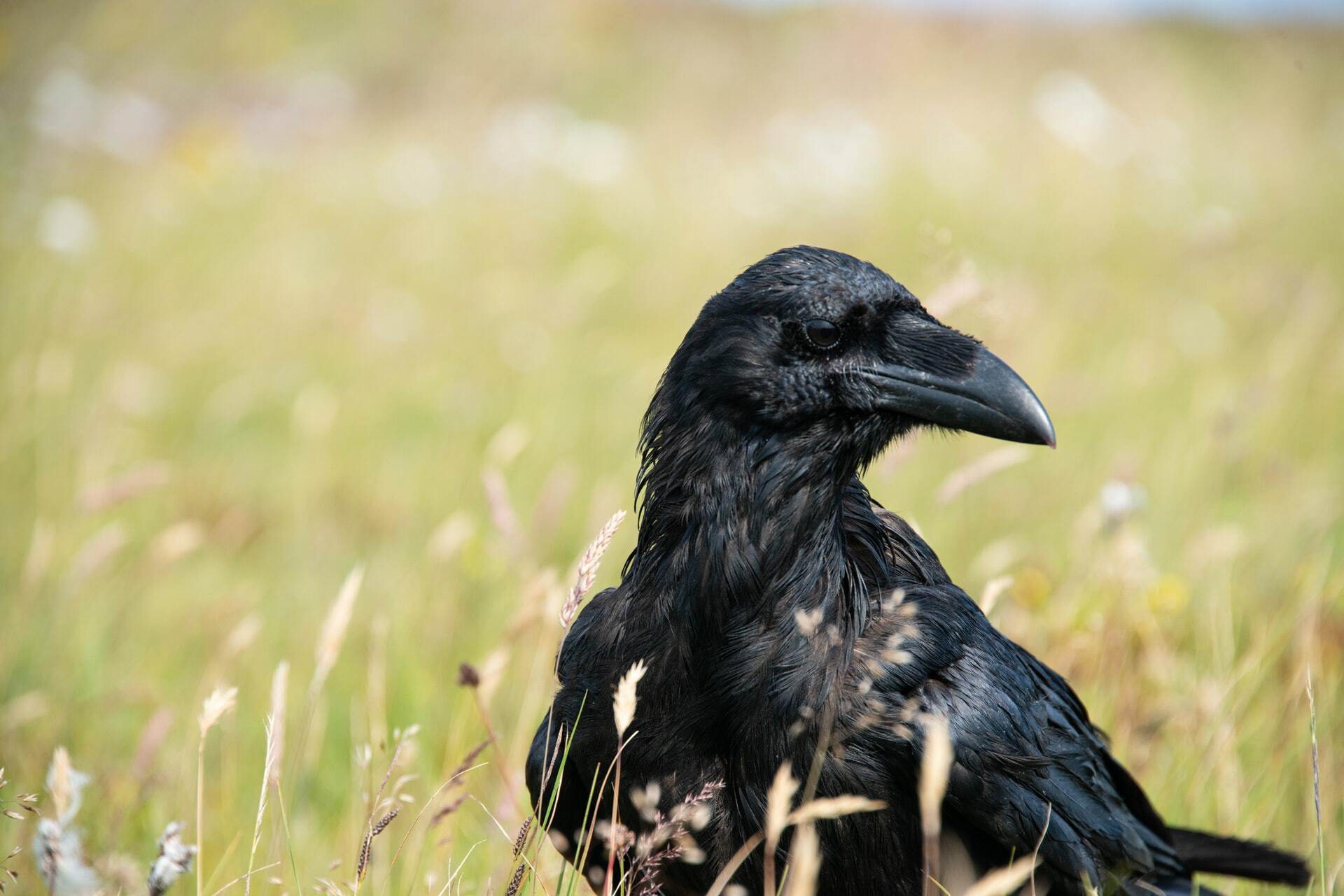 Why Is a Group of Ravens Called an Unkindness?