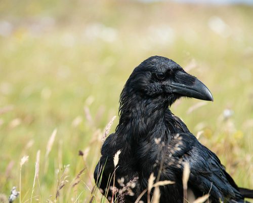 What is a Group of Crows Called? (And Why?) | Birdfact