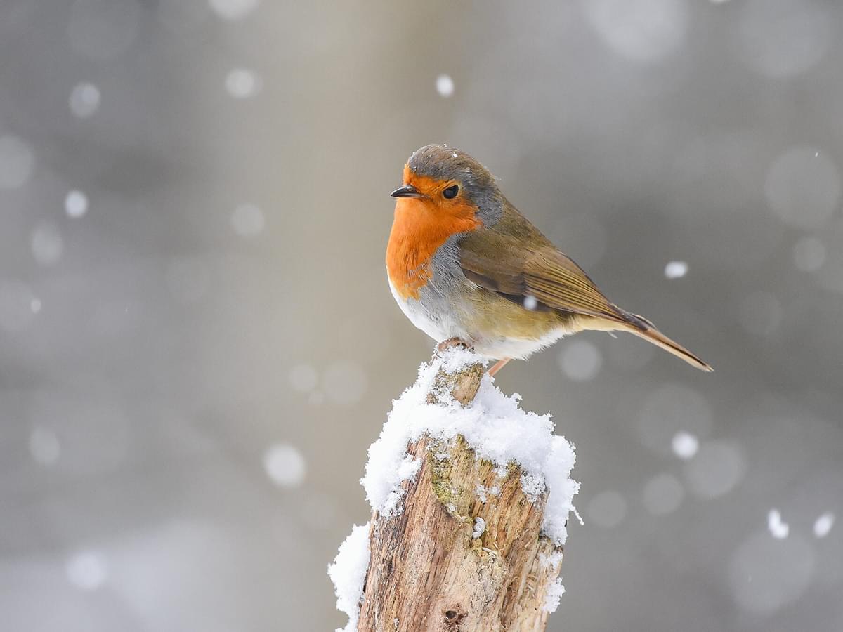 Why Are Robins Associated With Christmas?