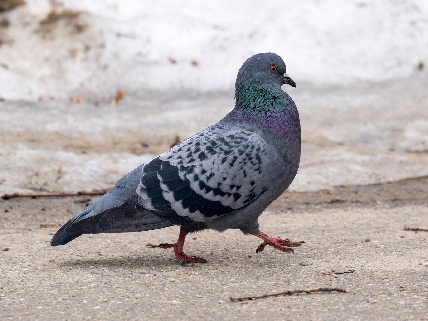 Why Do Birds Bob Their Heads? (5 Key Reasons)