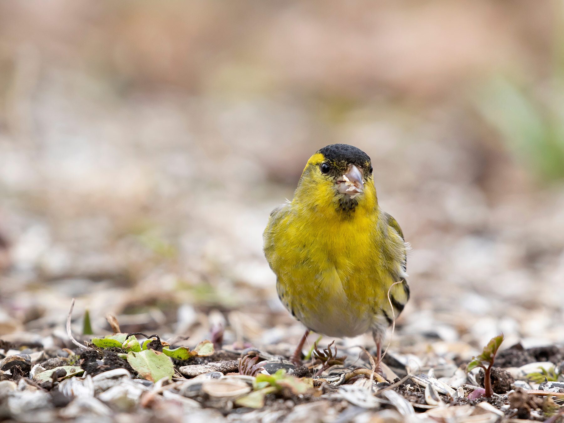 Why Do Birds Eat Stones? (Complete Guide)