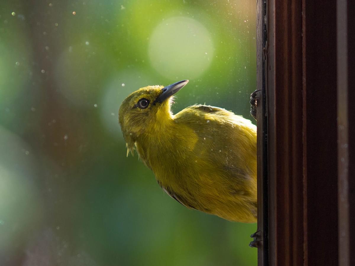 Why Do Birds Fly Into Windows? (And How To Stop Them)