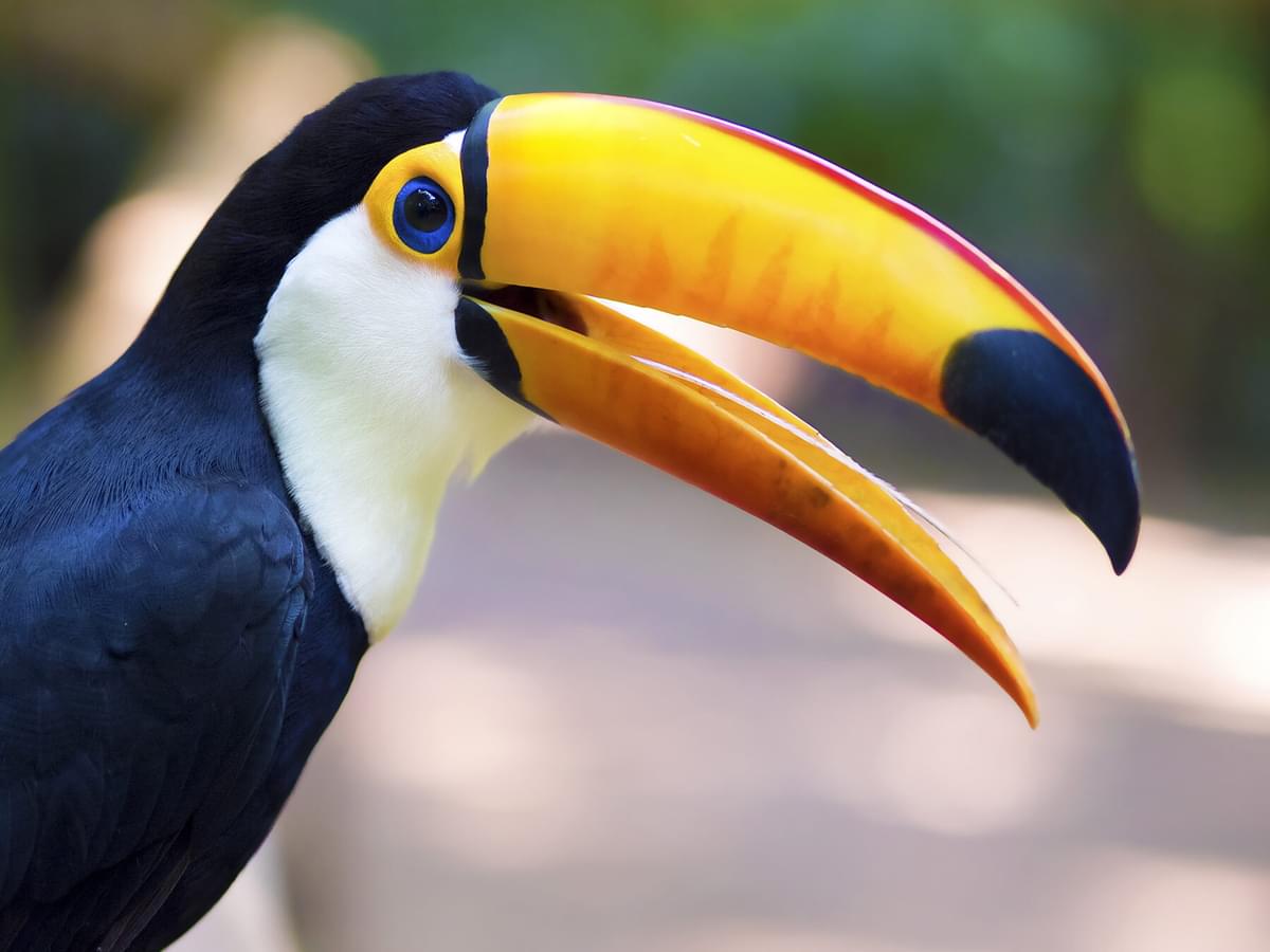 Why Do Birds Have Beaks? (Uses, Benefits + FAQs)