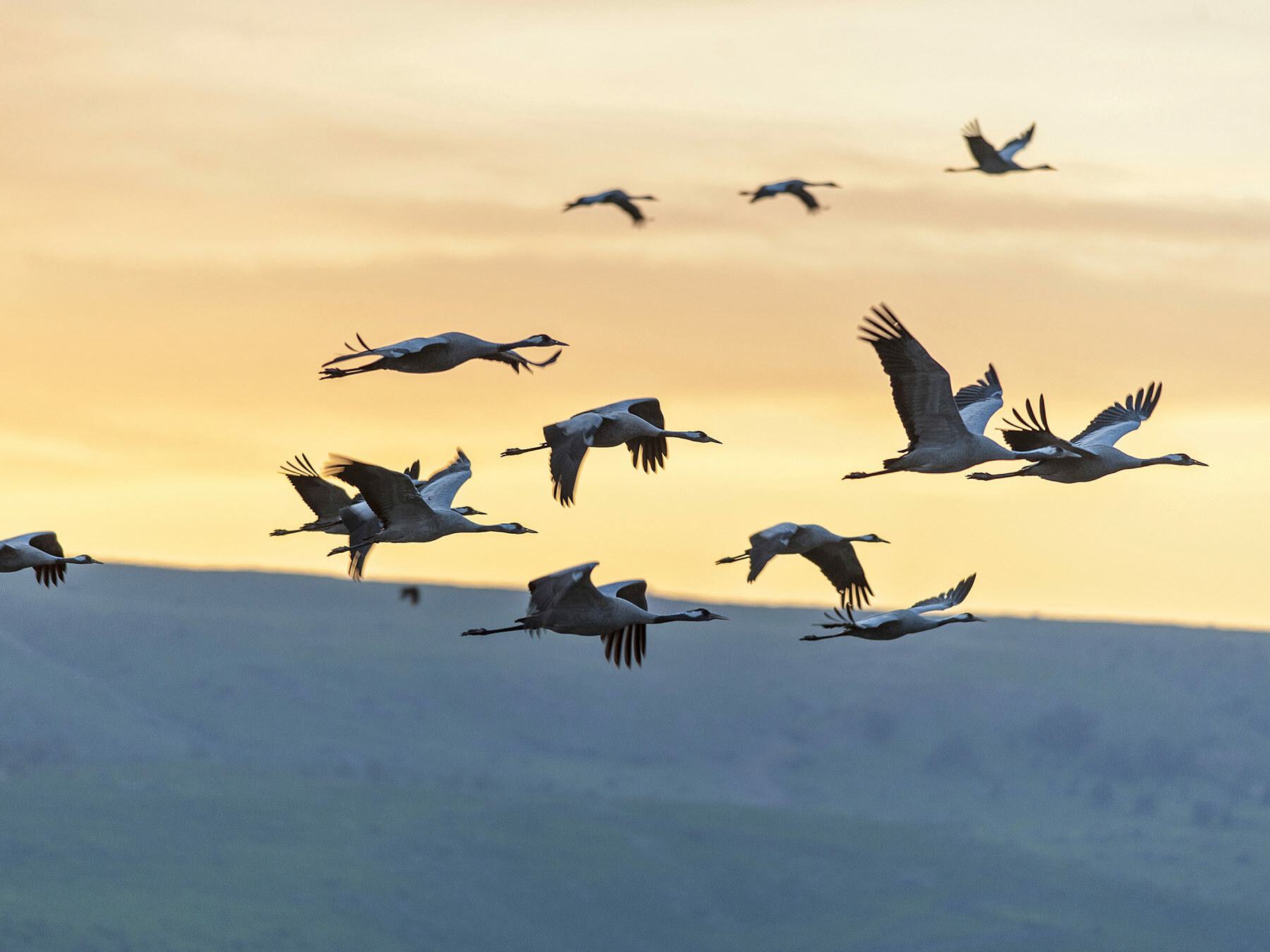 Why Do Birds Migrate?