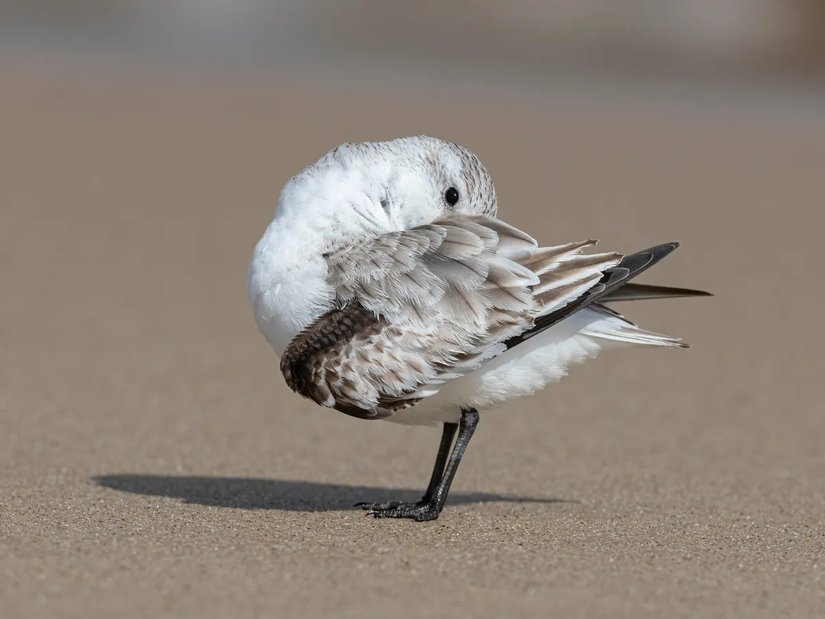 Why Do Birds Preen Their Feathers? (Complete Guide) | Birdfact