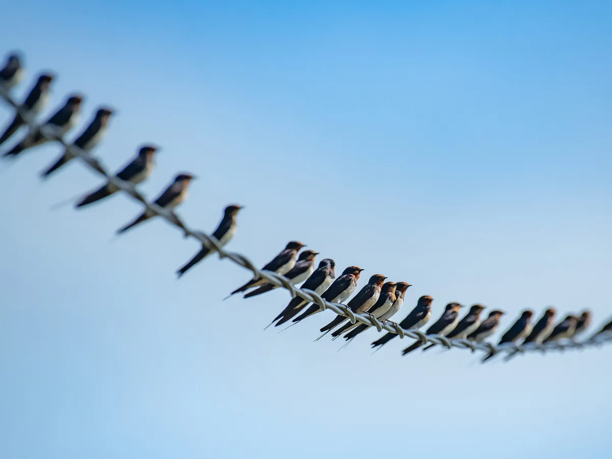 Why Do Birds Sit On Power Lines? (Everything Explained) | Birdfact