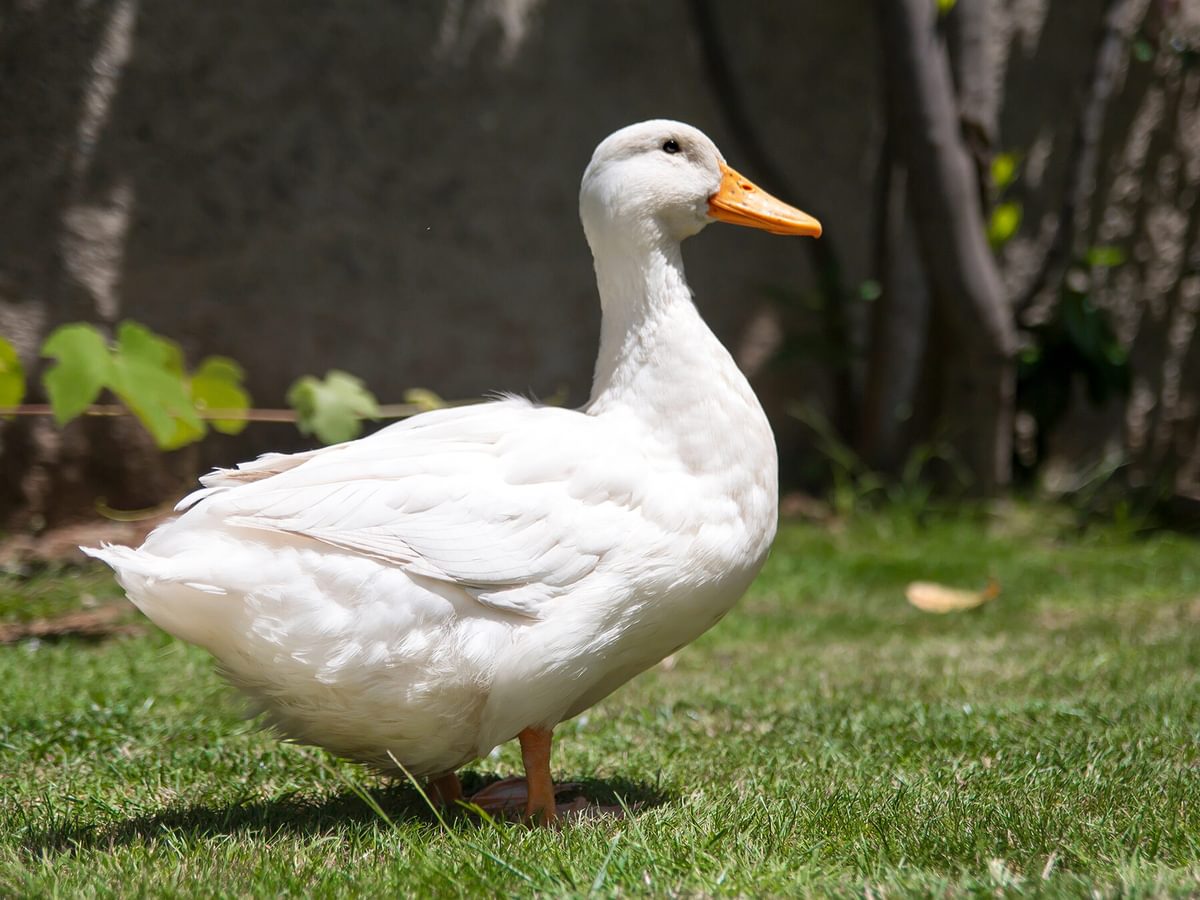 What is a Group of Ducks Called? (Complete List + Why?) | Birdfact