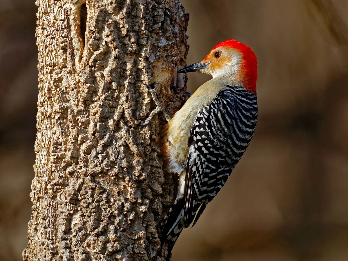 Why Do Woodpeckers Peck Wood? (All The Reasons Explained)