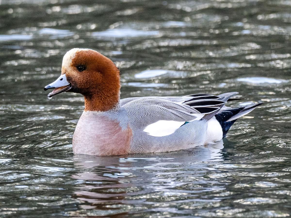 Wigeons are also known as Widgeons