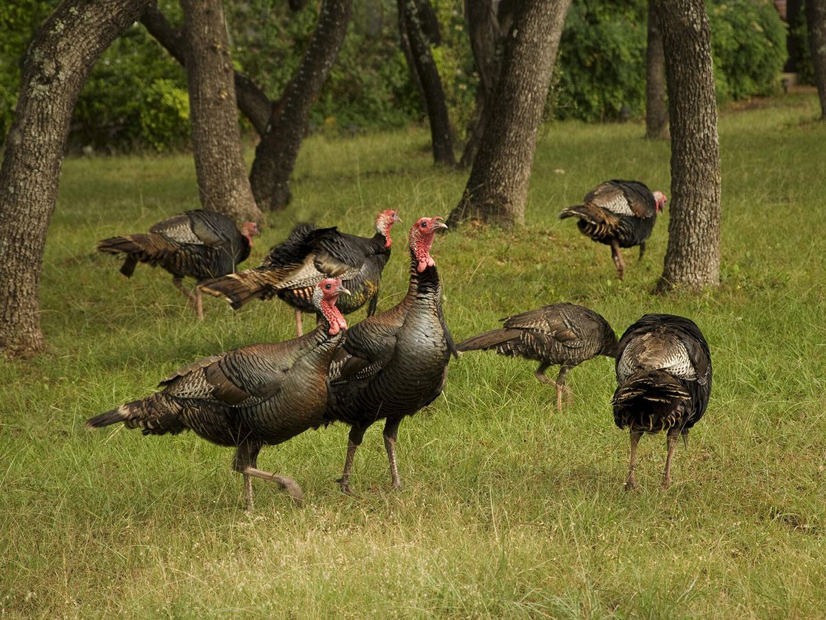 What is a Group of Turkeys Called? (Complete Guide) | Birdfact