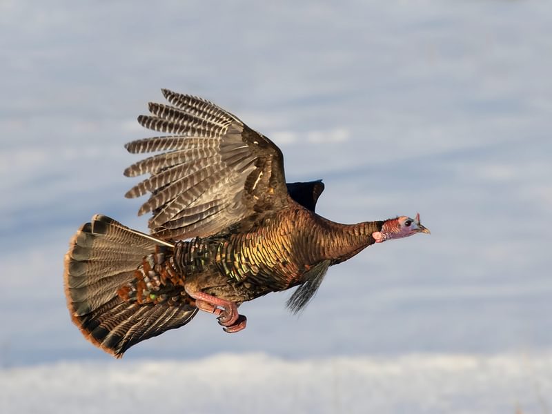 Can Wild Turkeys Fly? (Height, Speed, Distance + FAQs) Birdfact