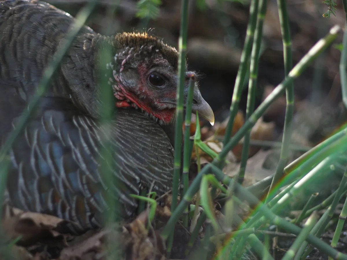 What is a Group of Turkeys Called? (Complete Guide) | Birdfact